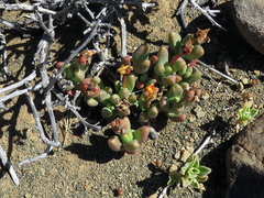 Rhinephyllum