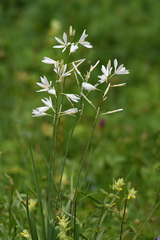 Anthericum liliago