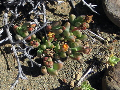 Rhinephyllum