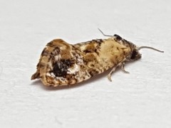 Cochylis