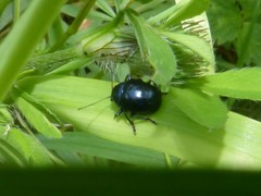 Colasposoma dauricum