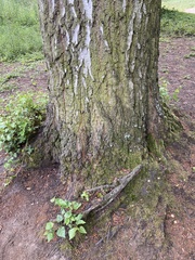 Betula