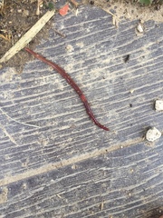 Lumbricus terrestris