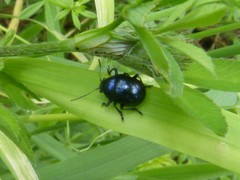 Colasposoma dauricum