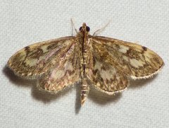 Anania tertialis