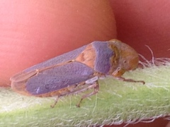 Oncometopia hamiltoni