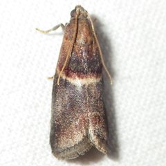 Acrobasis caryalbella
