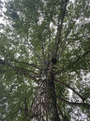 Betula