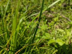 Carex cephaloidea
