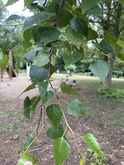 Betula