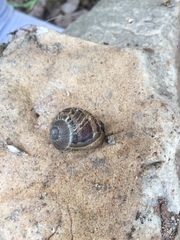 Cornu aspersum