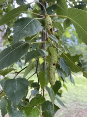 Betula