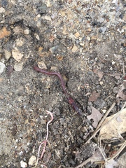 Lumbricus terrestris