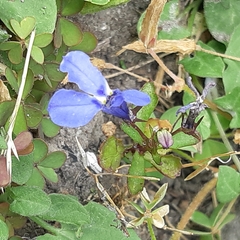 Lobelia erinus