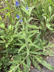 Echium vulgare