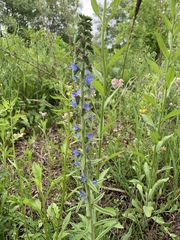 Echium vulgare