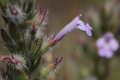 Hedeoma reverchonii