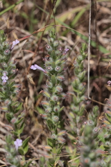Hedeoma reverchonii