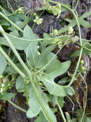 Bryonia cretica