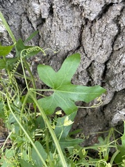 Bryonia cretica
