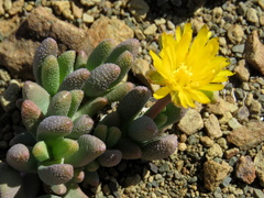 Rhinephyllum