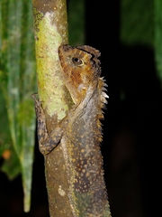 Uranoscodon superciliosus