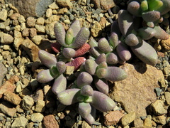 Rhinephyllum