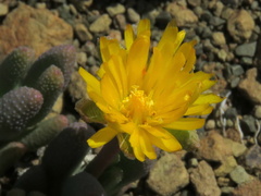 Rhinephyllum