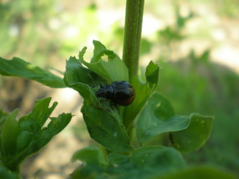 Colaspidema barbarum