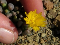 Rhinephyllum