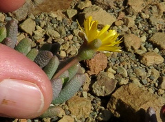 Rhinephyllum