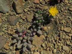 Rhinephyllum