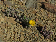 Rhinephyllum