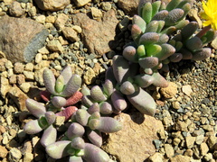Rhinephyllum