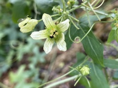 Bryonia cretica