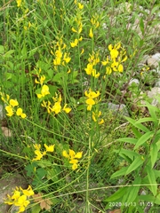 Genista tinctoria
