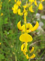 Genista tinctoria