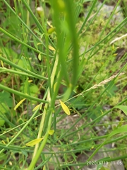 Genista tinctoria