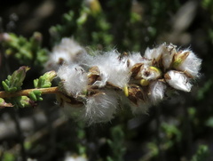 Eriocephalus ericoides