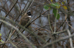 Brown-Breasted Bulbul photo 3