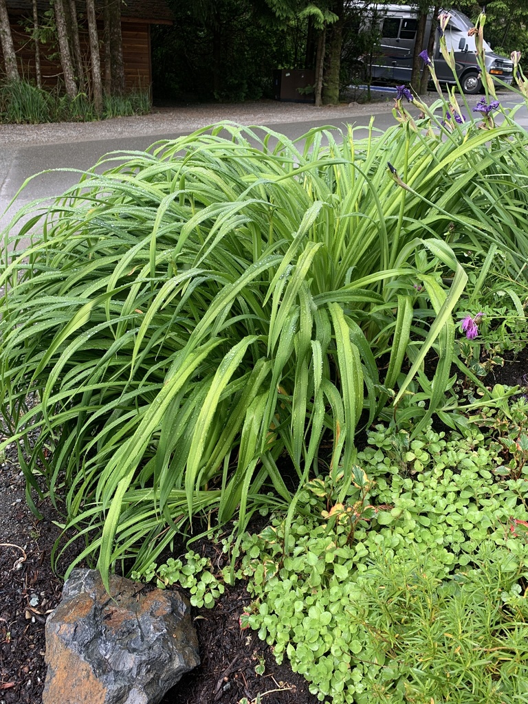 Irises from Vancouver Island, Tofino, BC, CA on June 13, 2020 at 0816