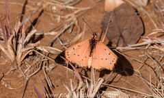 Acraea caldarena