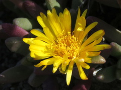 Rhinephyllum