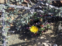 Rhinephyllum
