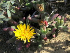 Rhinephyllum