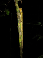 Uranoscodon superciliosus