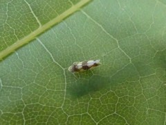 Erythroneura elegans