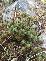 Polytrichum piliferum