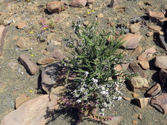 Eriocephalus pauperrimus