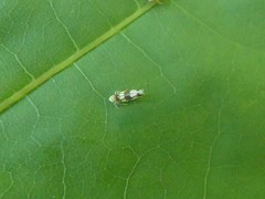 Erythroneura elegans